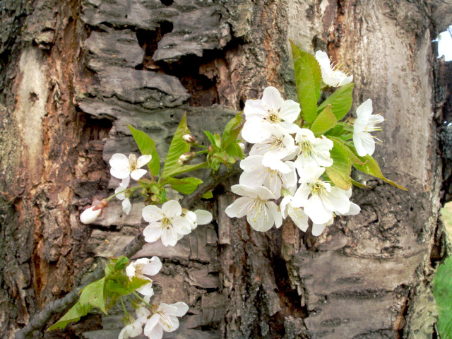 Kirschblüten mit Baumstamm im Hintergrund