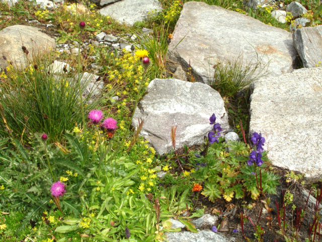 Fotos von Blumen und Steinen